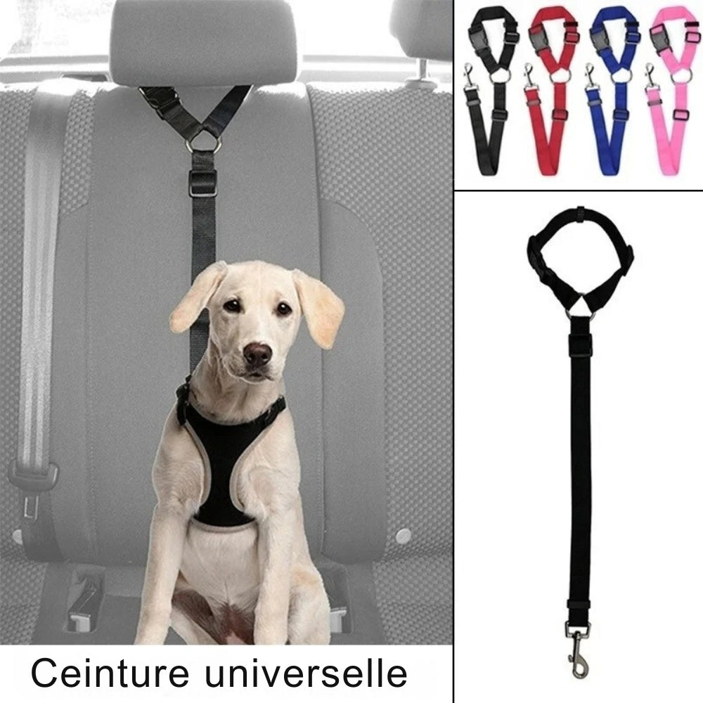 Attache Chien Voiture | Sécurité Canine®