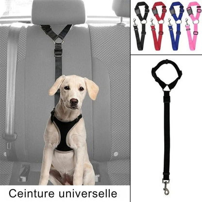 Attache Chien Voiture | Sécurité Canine®