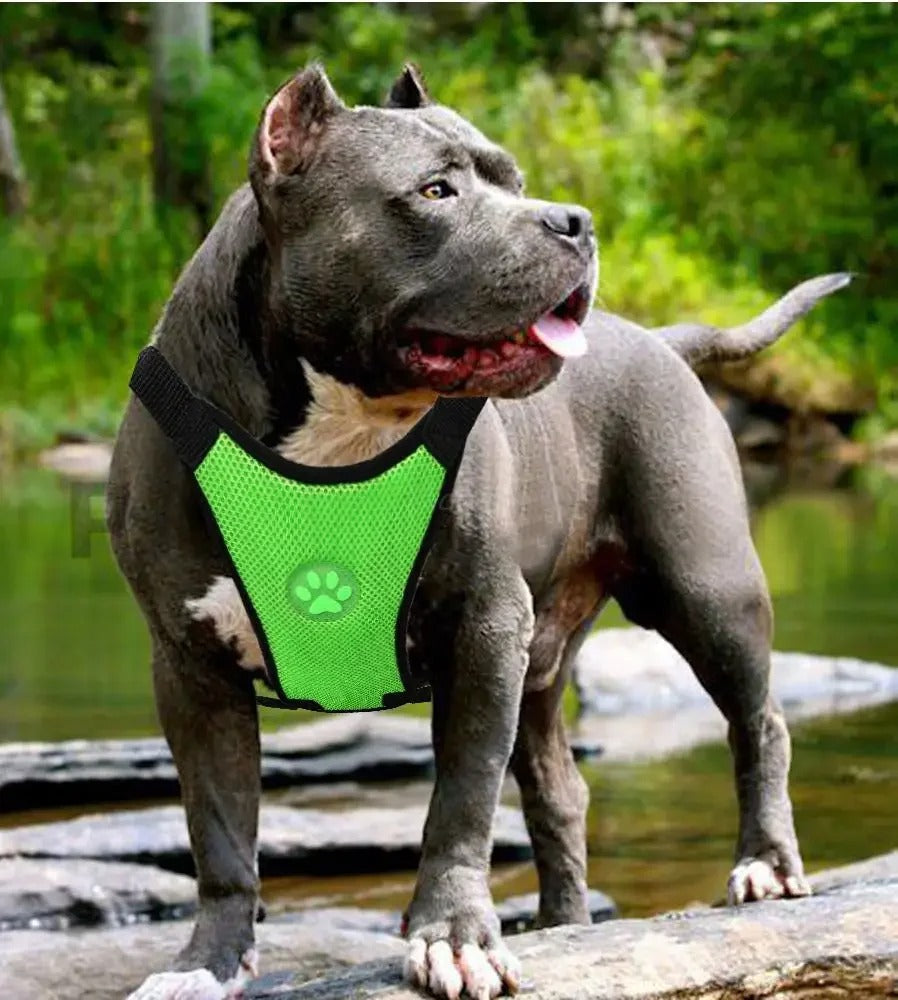 Harnais Chien Voiture | Sécurité Canine ®